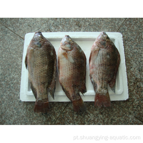 Tilápia de peixe IQF congelado chinês para o mercado da África
